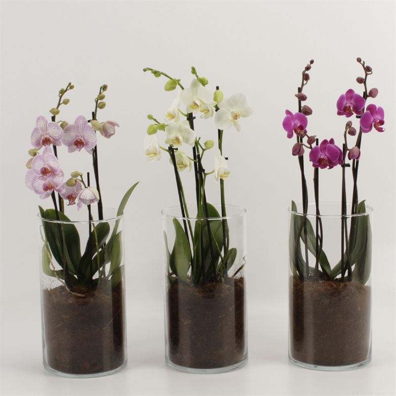Phalaenopsis gemengd 4 tak gemengd in glasvaas 30cm, D 12