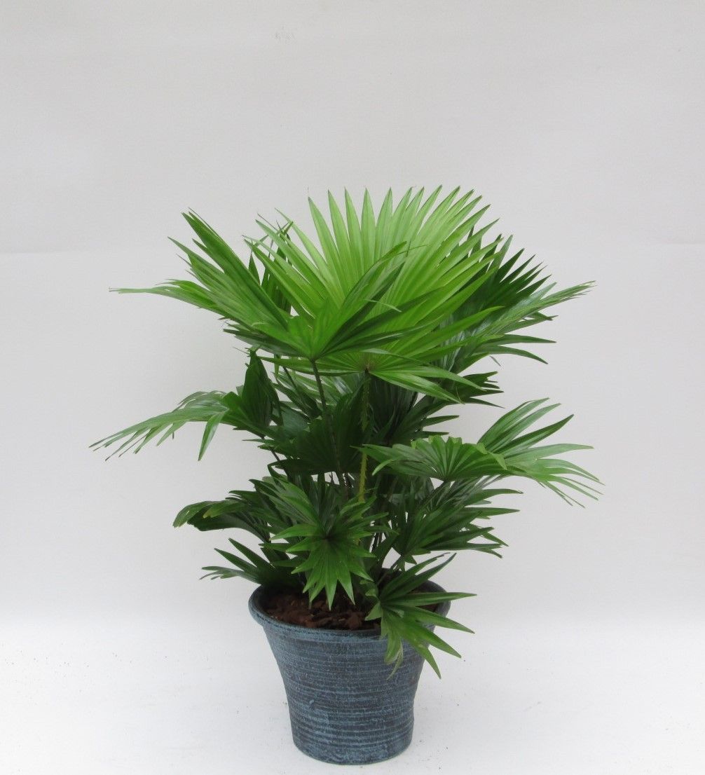 Livistona rotundifolia in hosta big met schors, D 23