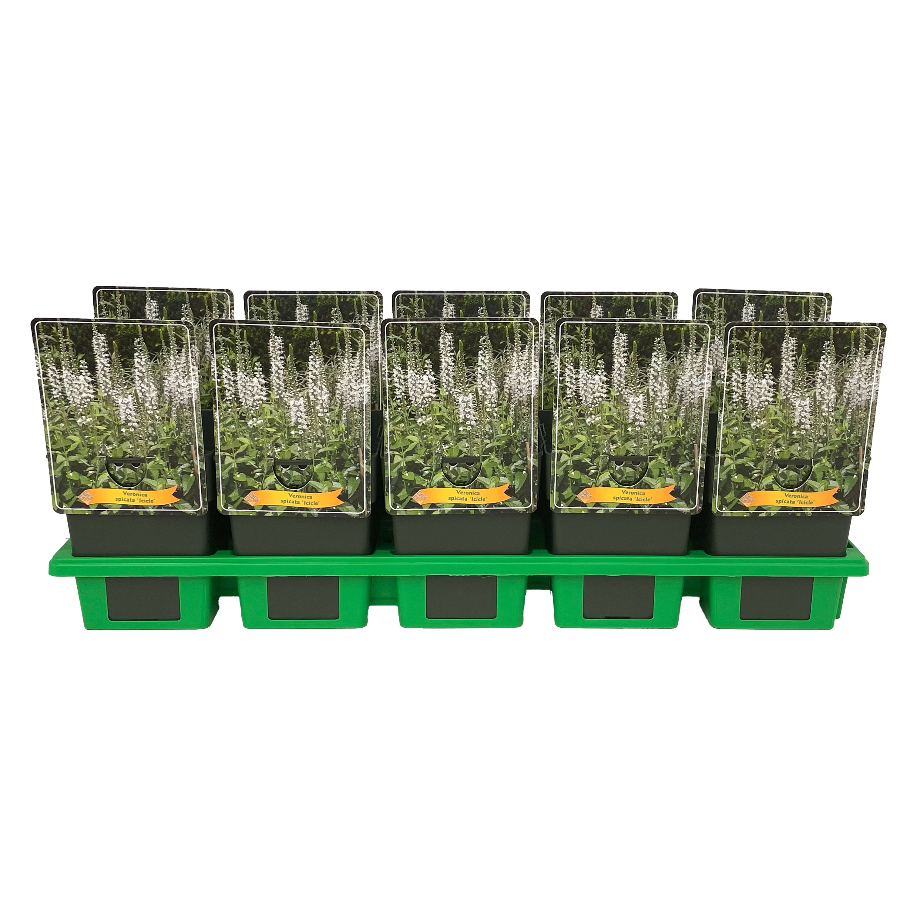 Veronica spicata 'Icicle' P11, D 11 cm Veronica spicata 'Icicle' P11, D 11 cm