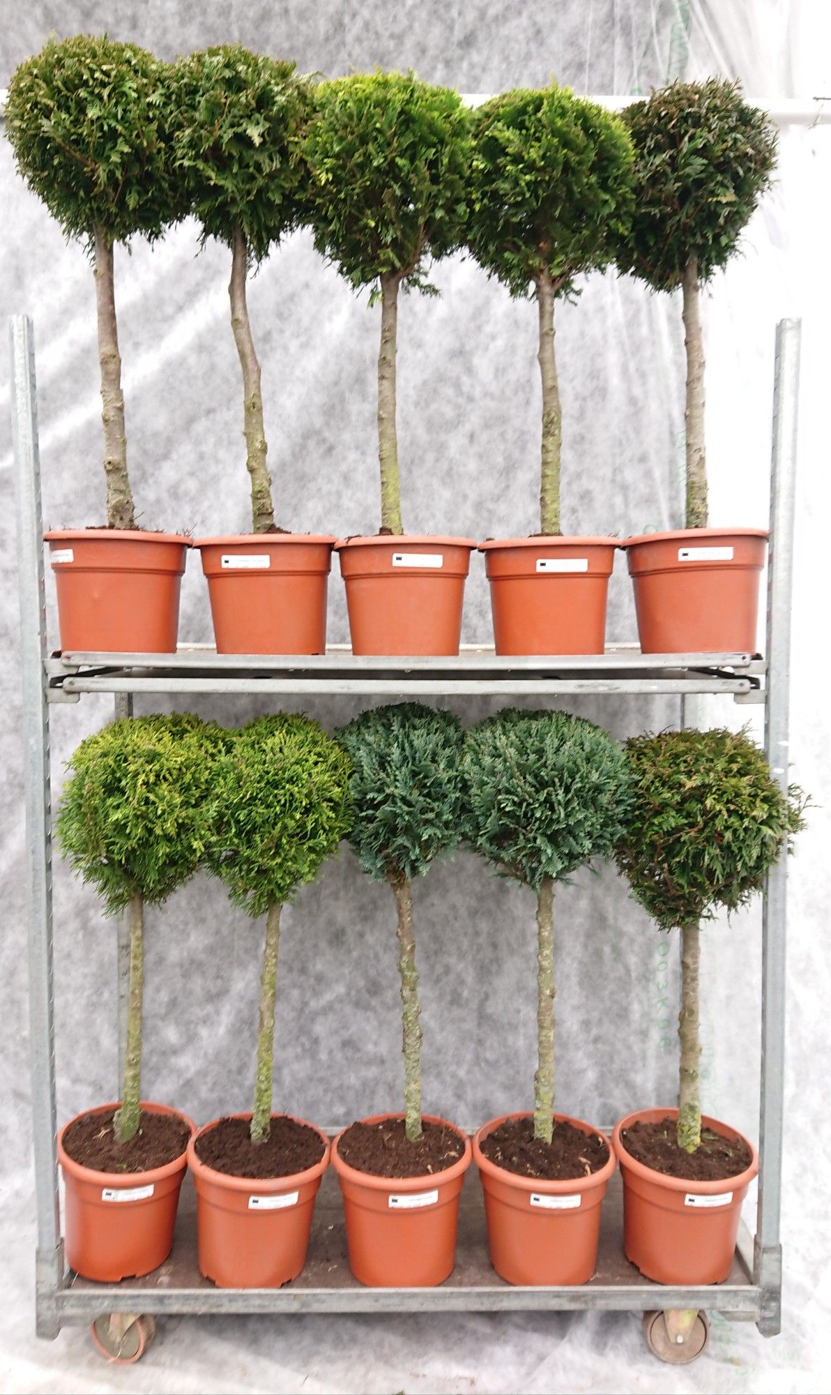 Coniferen Mix 100 Stam, D 26