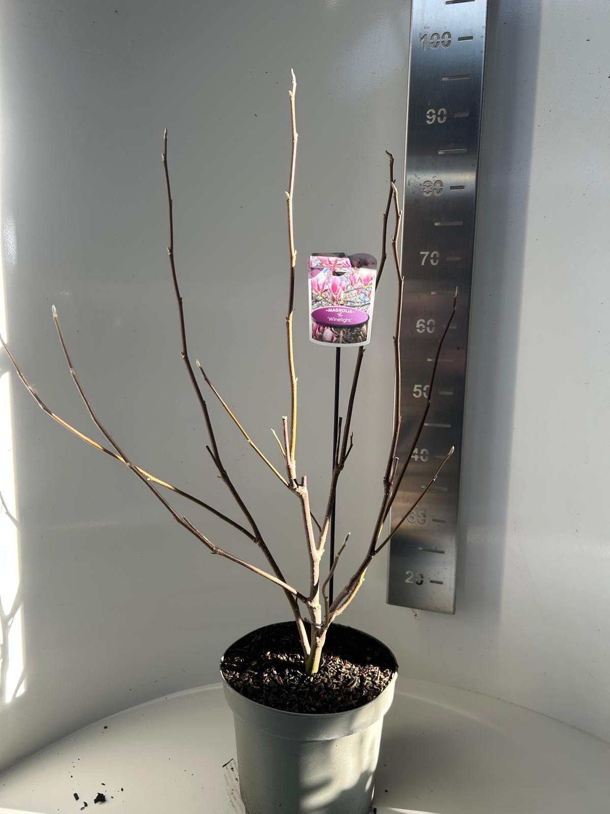 Magnolia soulangeana Winelight, D 23