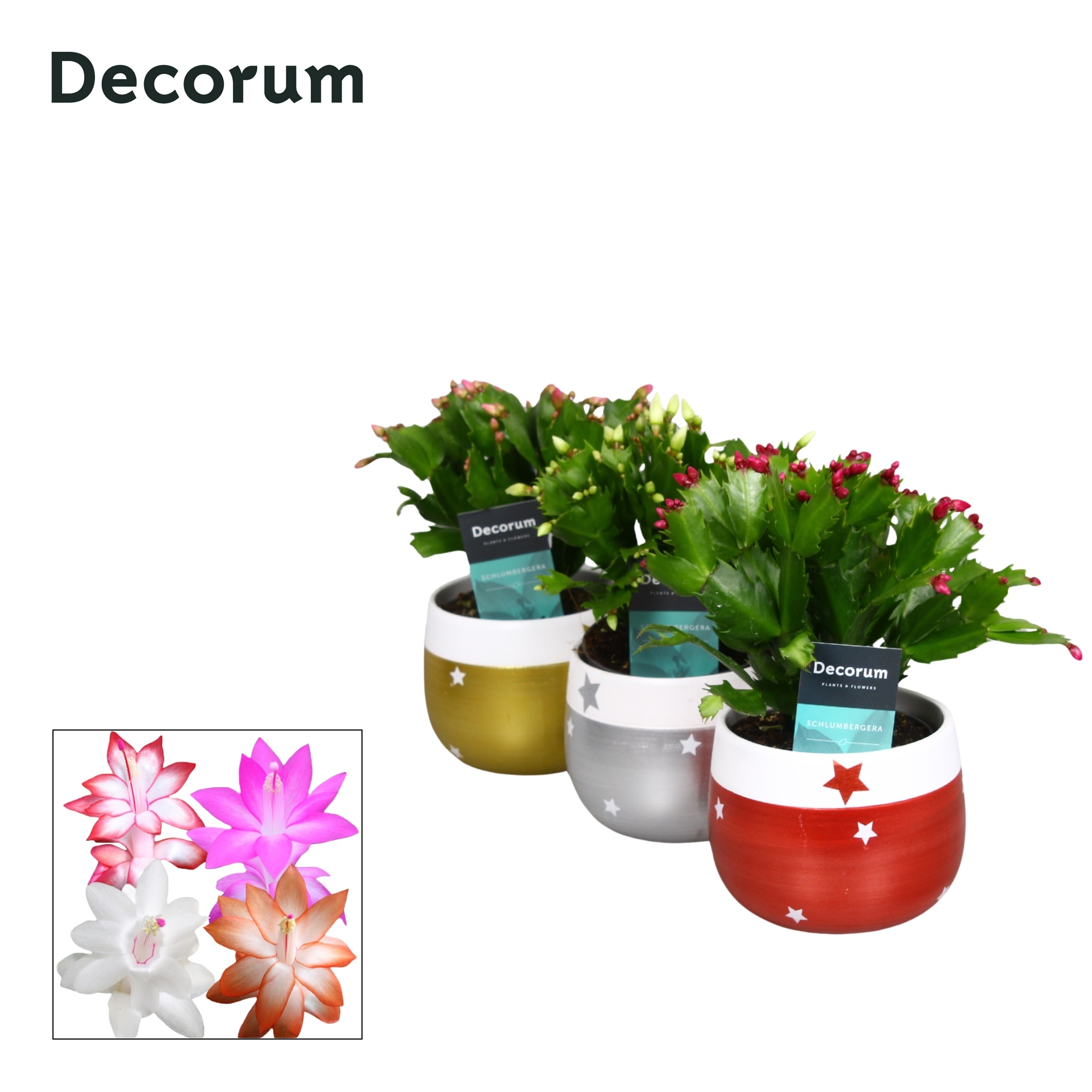 Schlumbergera 10,5 cm - Christmas star - Mix - Decorum, D 10,5