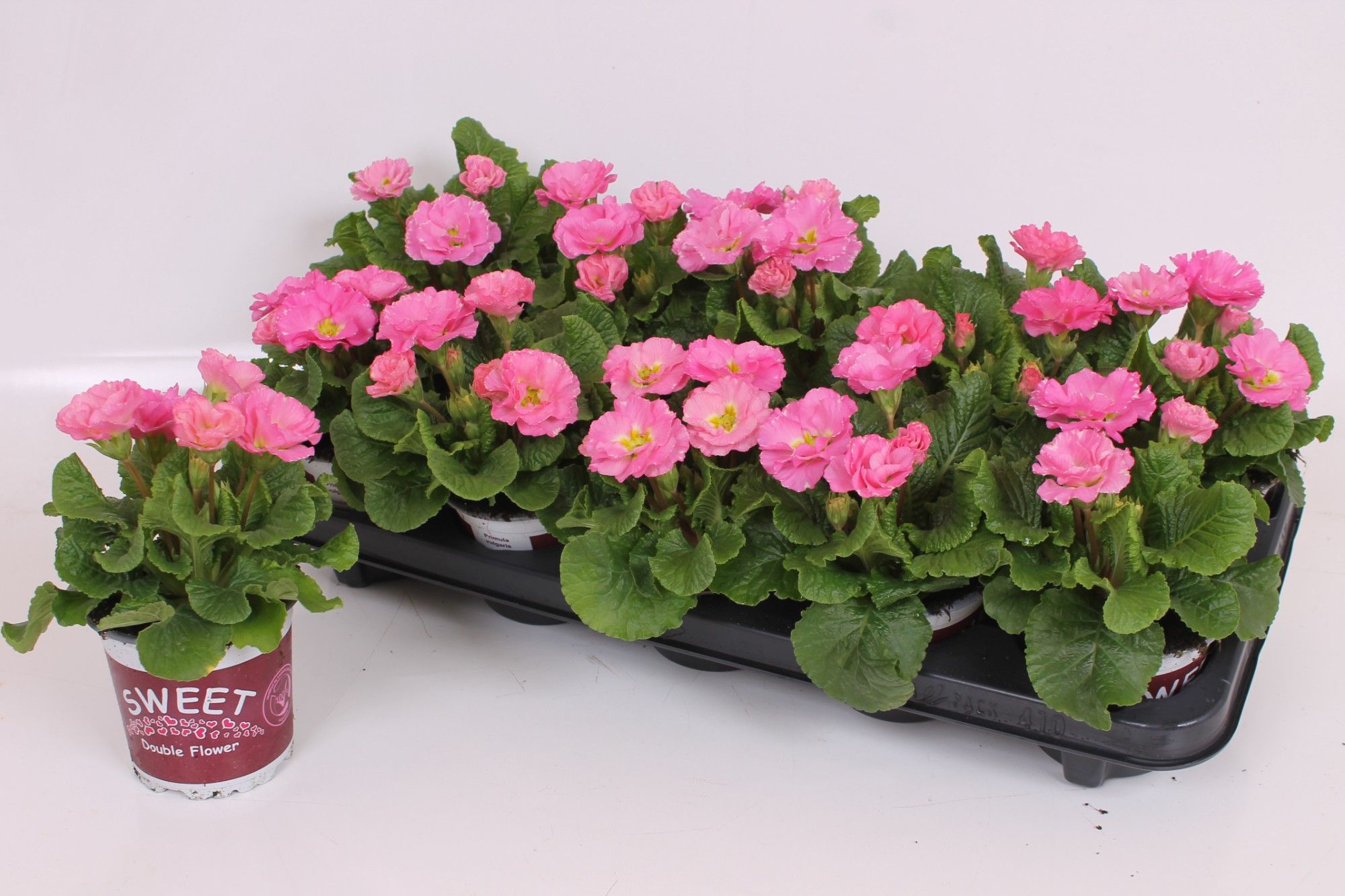 Primula Sweet Specials 11 CM - Sirococco Tender Pink | Double Flowers, D 11