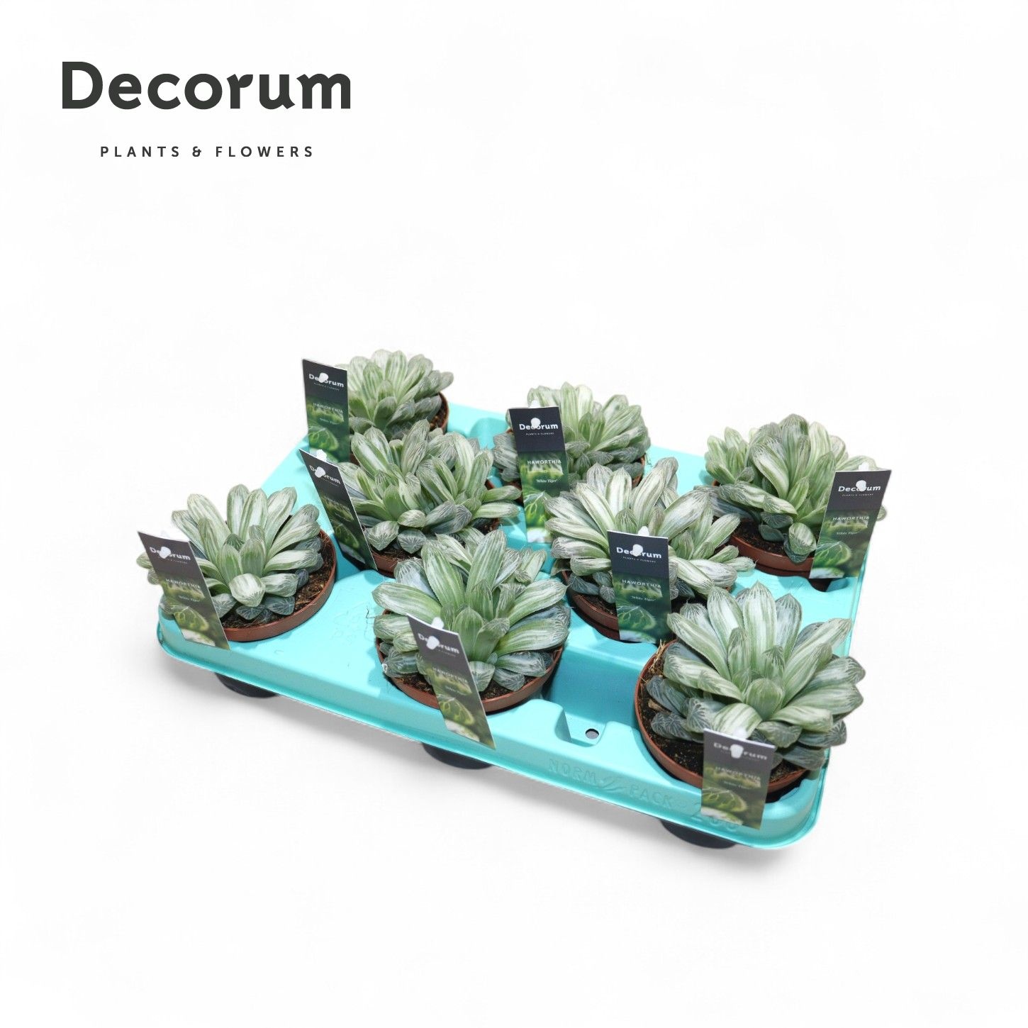 Haworthia Cymbiformis "White Tiger", D 10,5 cm