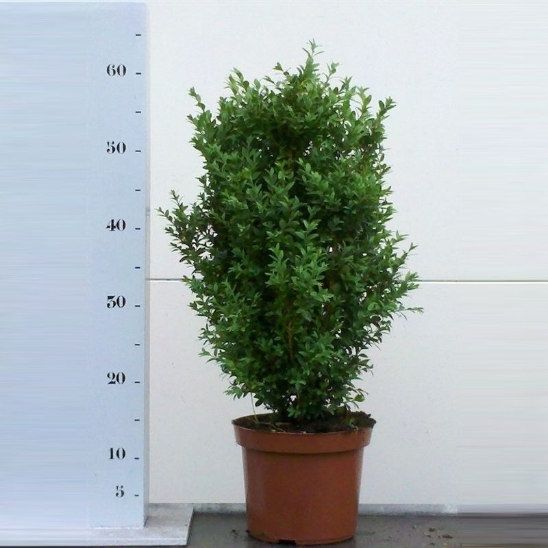 Buxus sempervirens 40-50cm struik, D 19