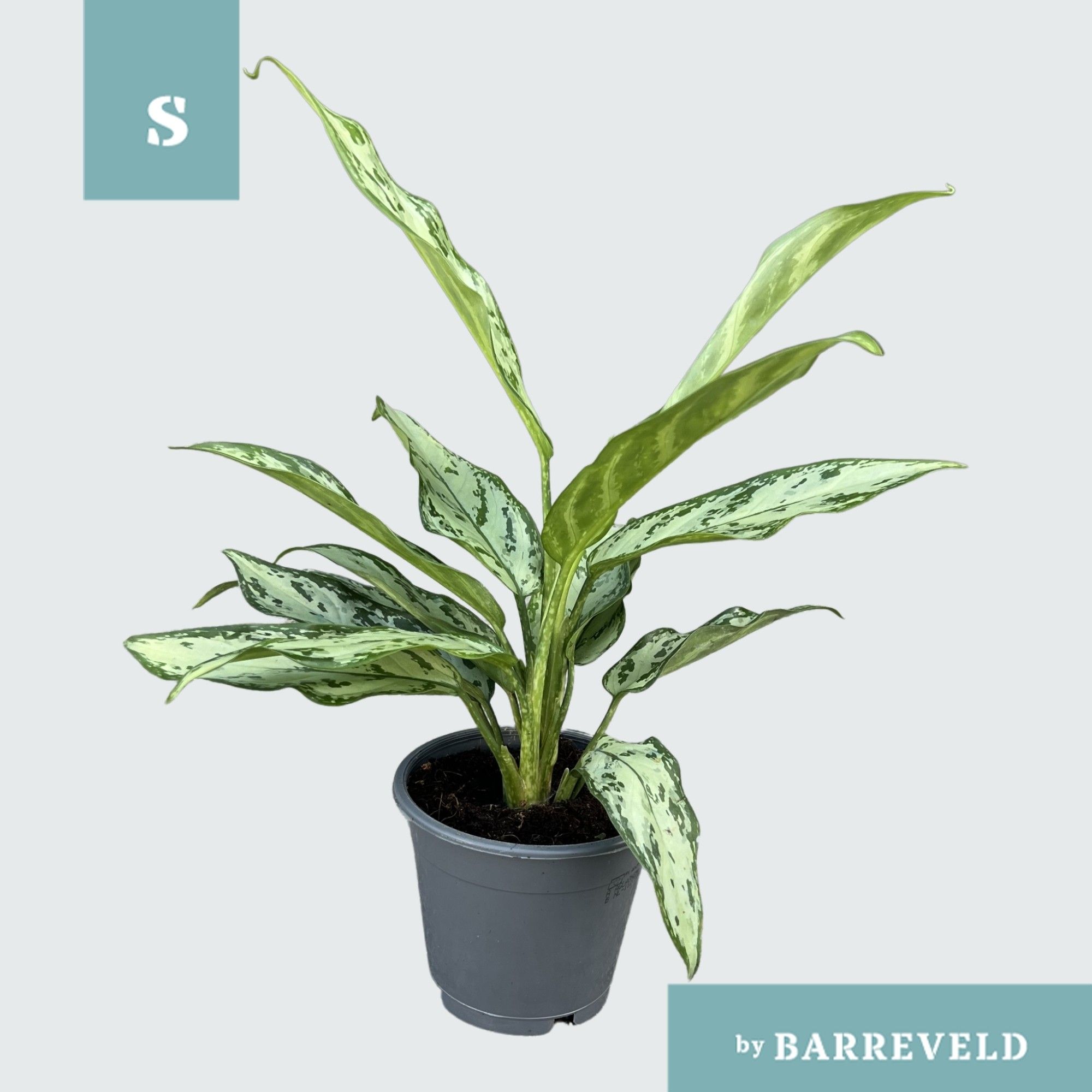 Green Agla 'Silver Queen ' (Aglaonema), D 11