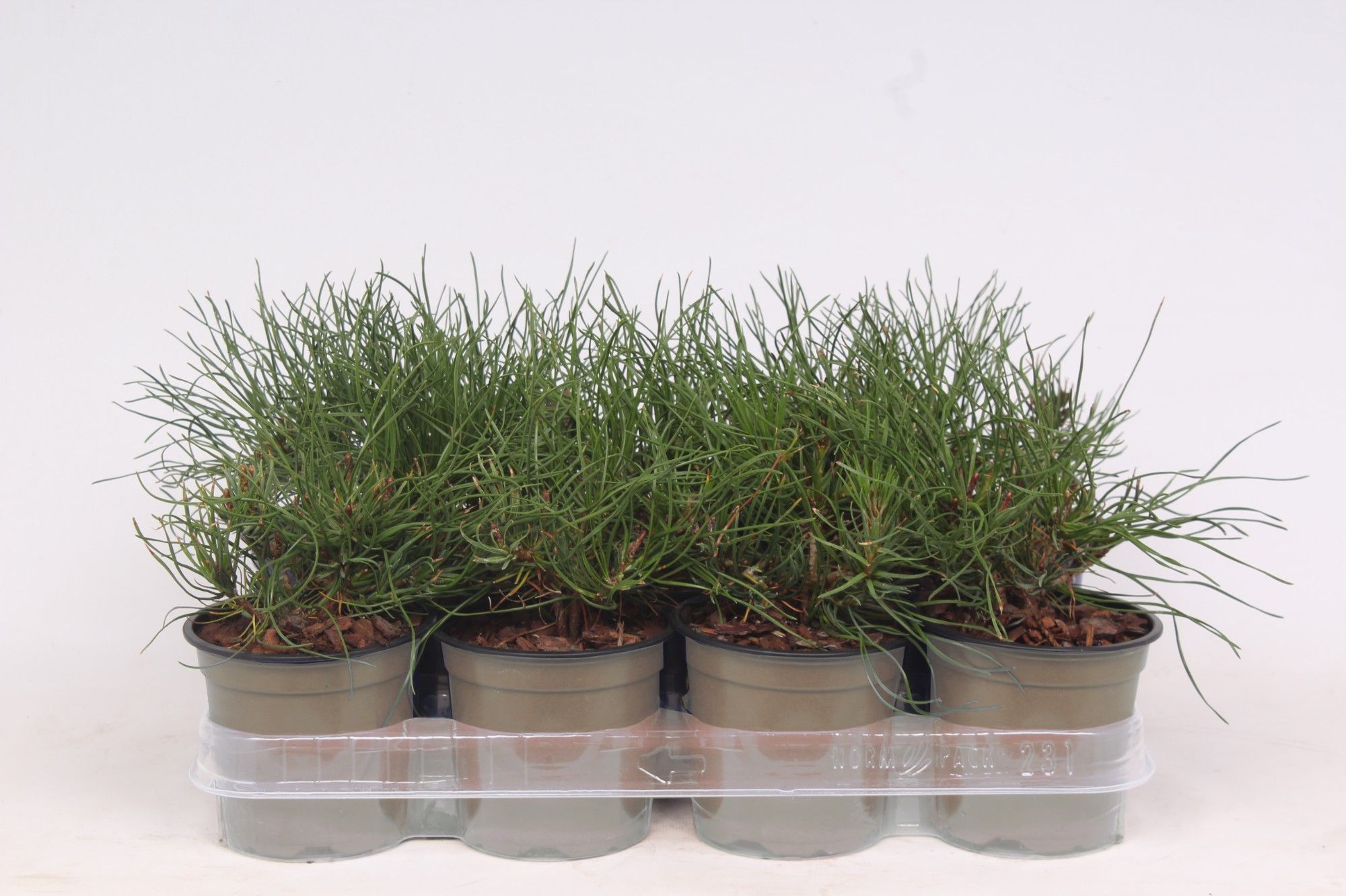 Pinus mugo mughus, D 11