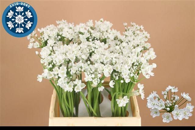 Аллиум Флокон 45, шт.