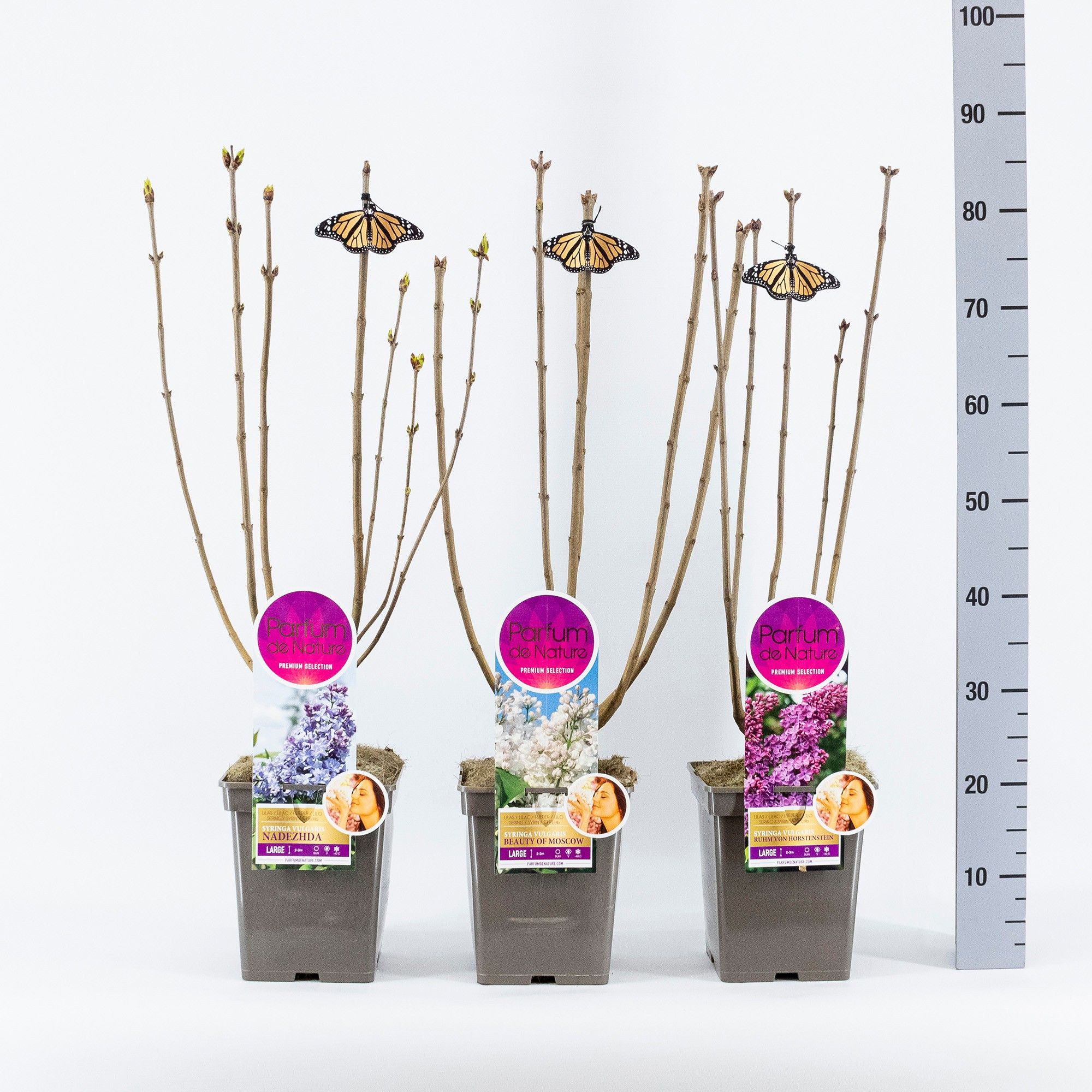 Syringa Large, 'Premium Selection' mix, C5, D 23