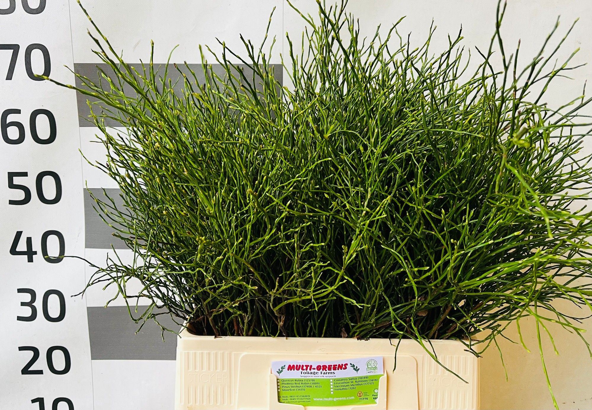 Вациниум Хаклберри за пучок 60, пуч.