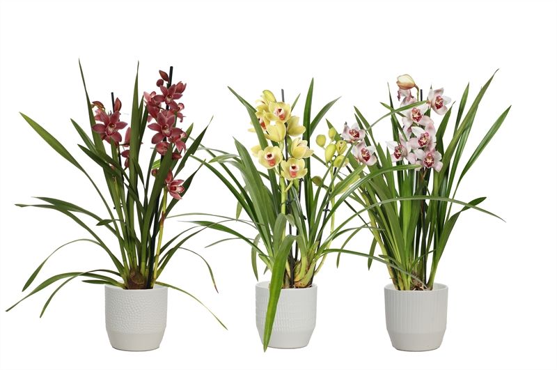 Tirza p12 vanille mix Cymbidium mix 2T10+, D 12