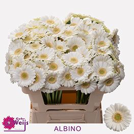 Гермини Альбино, шт.