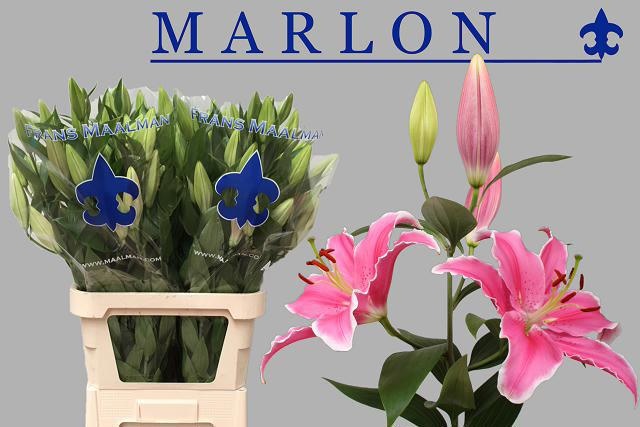 Лилия Марлон 95, шт. Лилия Марлон 95, шт.