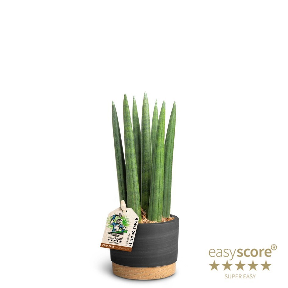 Woodbase Liqurice, Sansevieria ´Straight´, D 7 cm