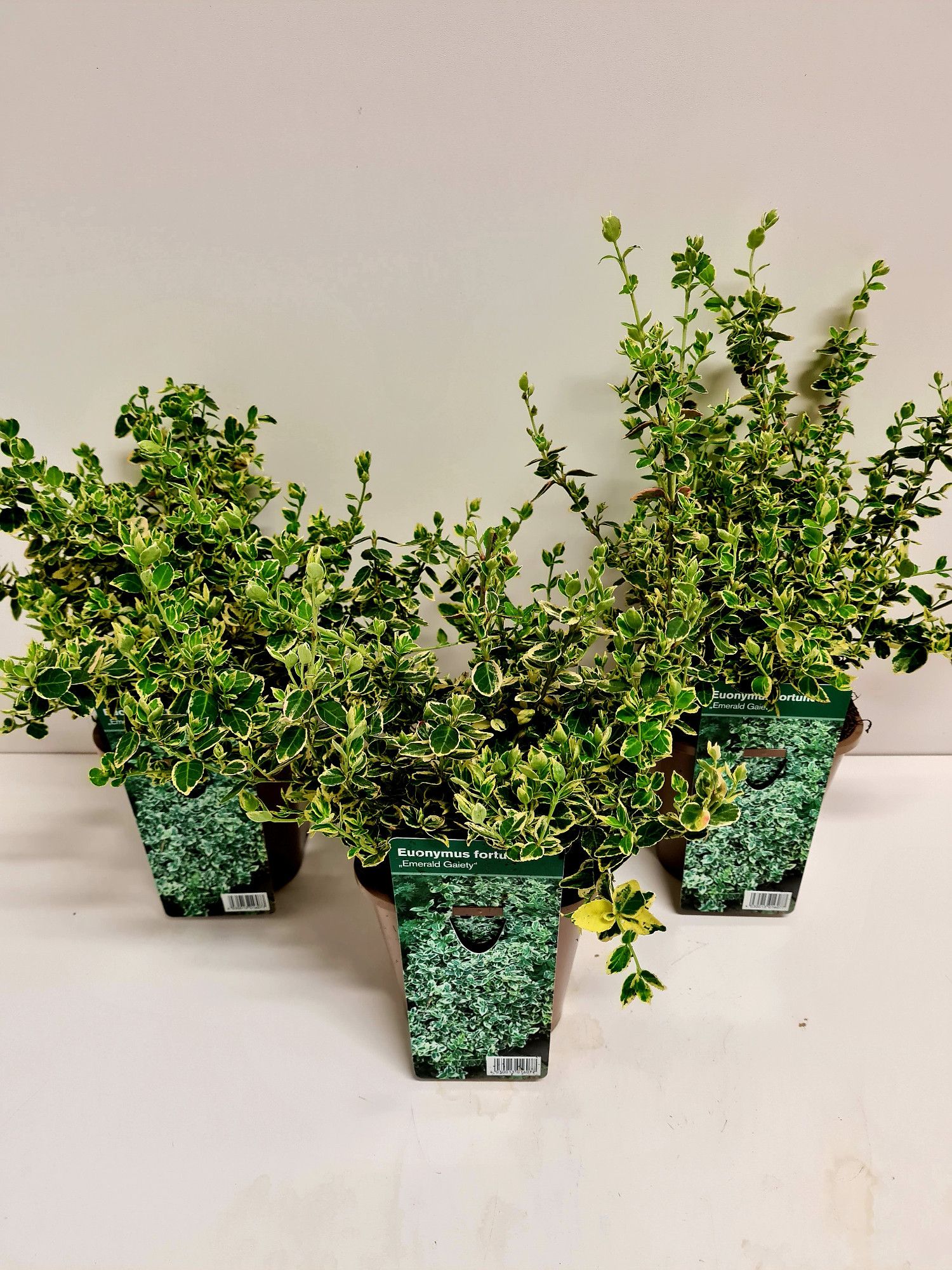 Euonymus fort. Emerald Gaiety P1,4, D 14