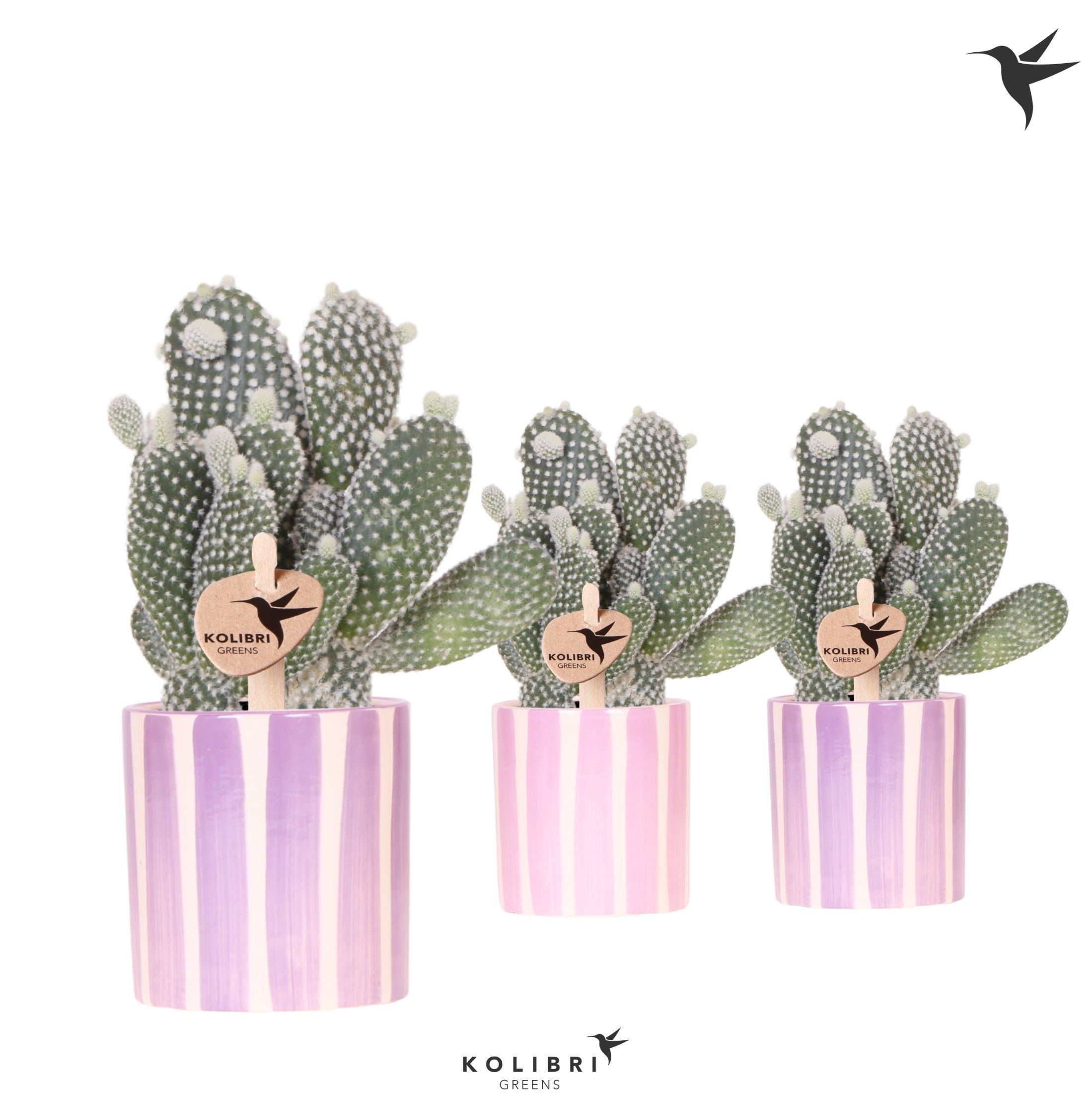 Kolibri Greens Opuntia white in Painted Stripe pot pink mix, D 9