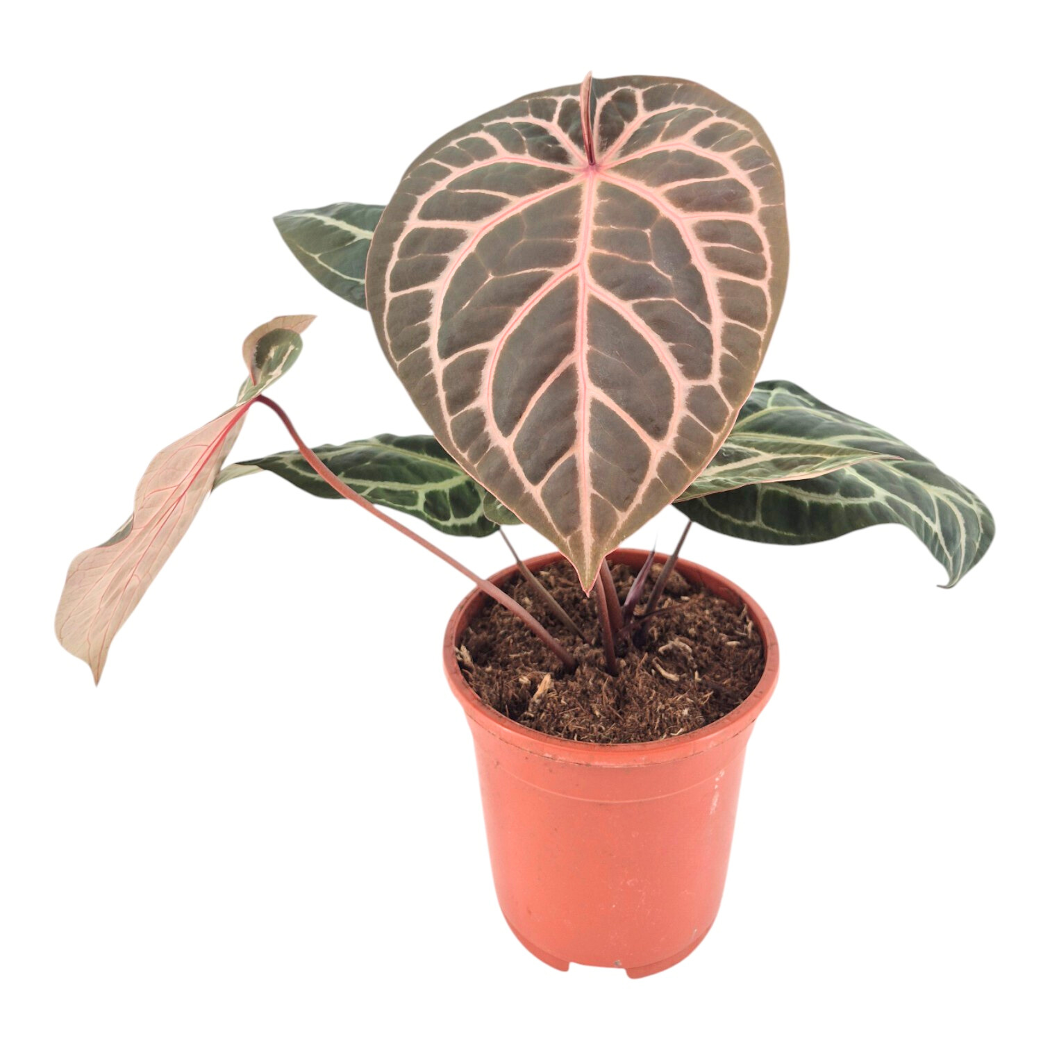 DocBlock Anthurium Zara® '14' X Home, Sweet Home® '32', D 17 cm