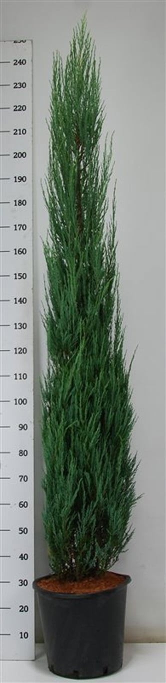 Juniperus s. 'Blue Arrow', D 38
