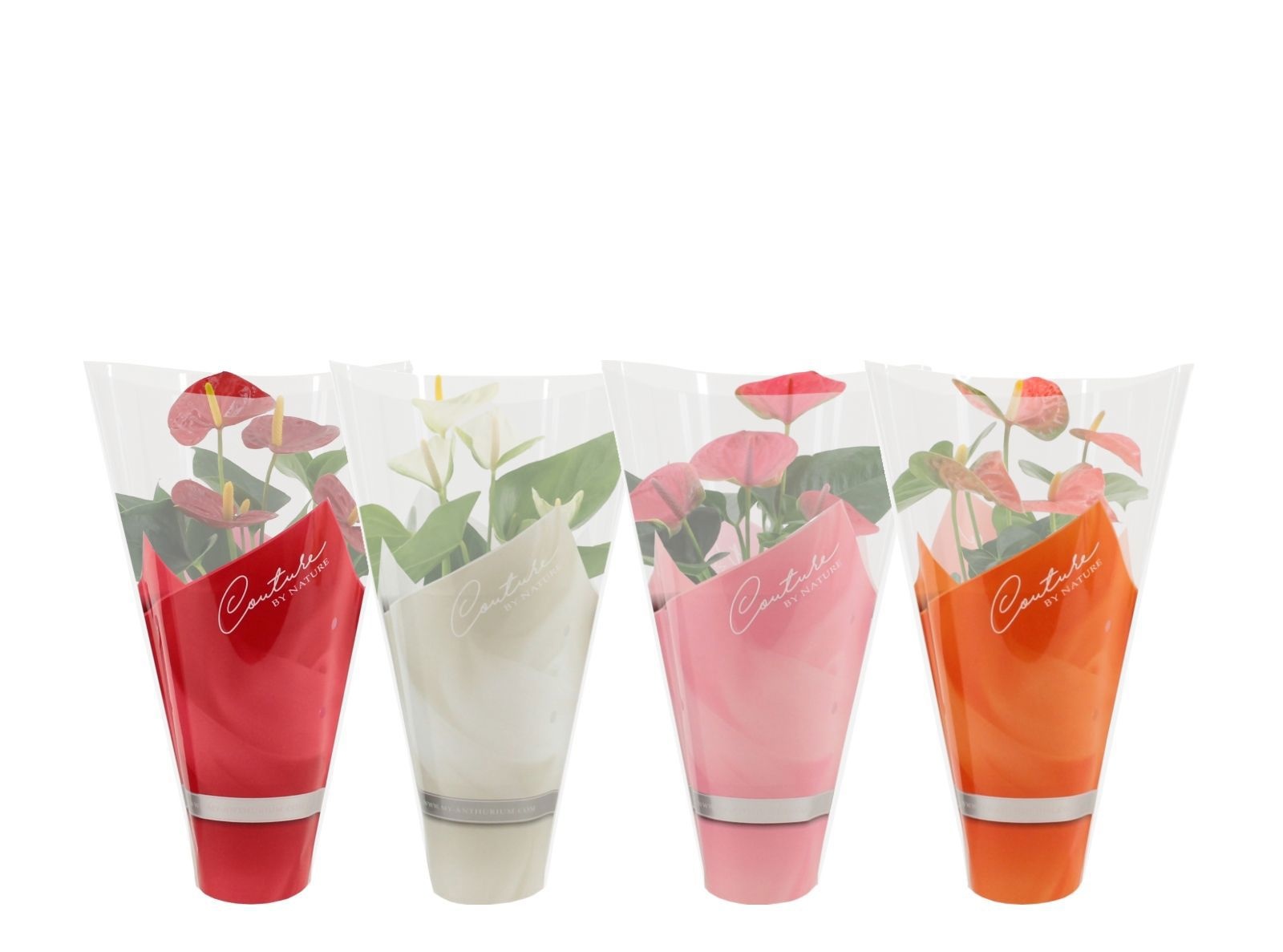 Anthurium 12 cm 4 color mix in Couture sleeve, D 12