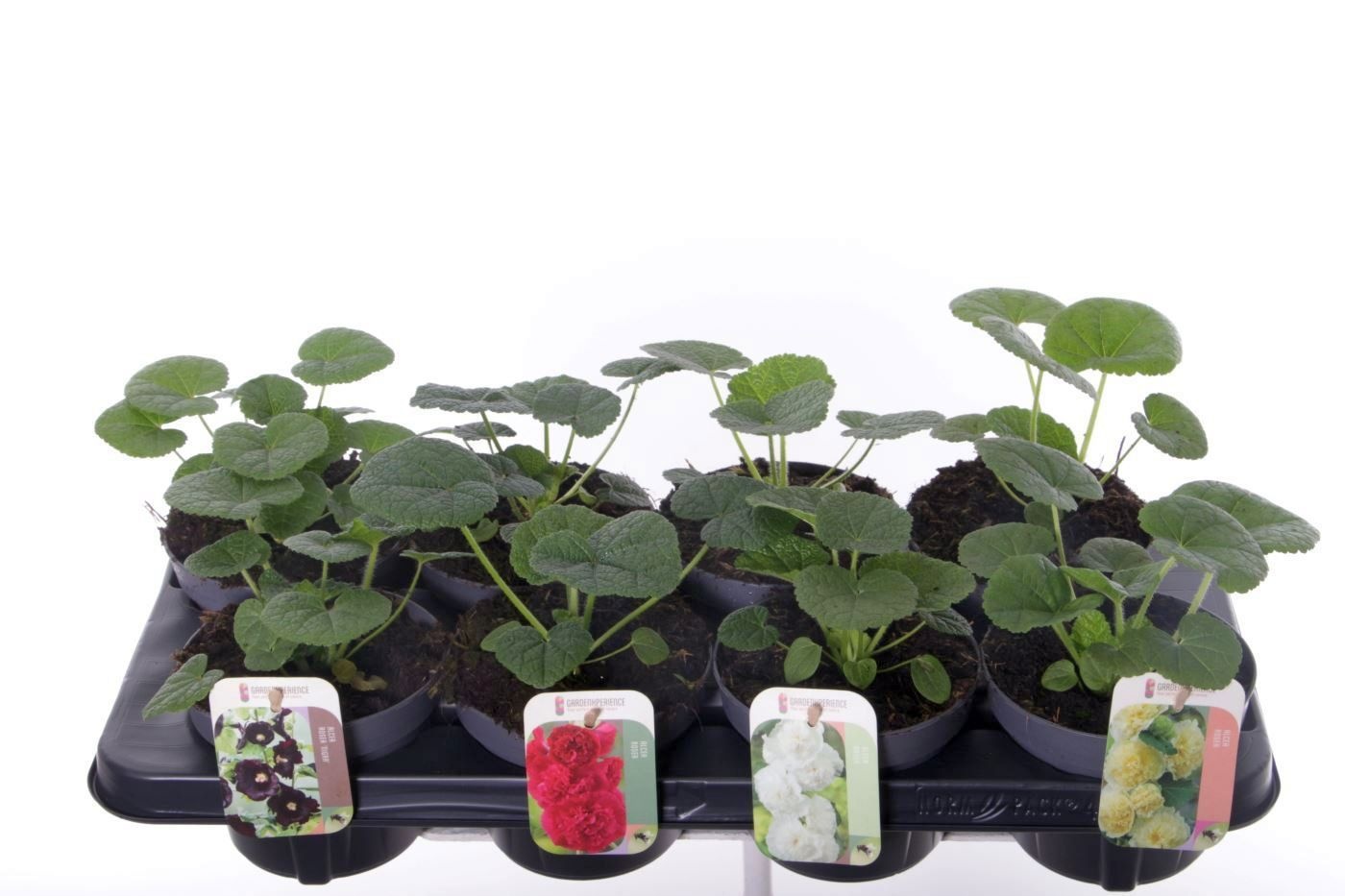 Alcea rosea Chart. Double Mix, D 13