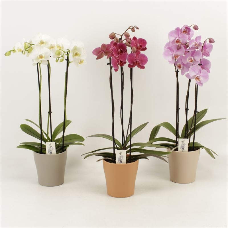 Phalaenopsis gemengd 3 tak gemengd in Rentree keramiek, D 12 cm