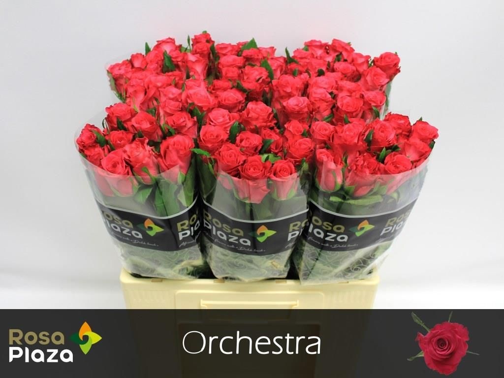 Роза од. Оркестра 60, шт.