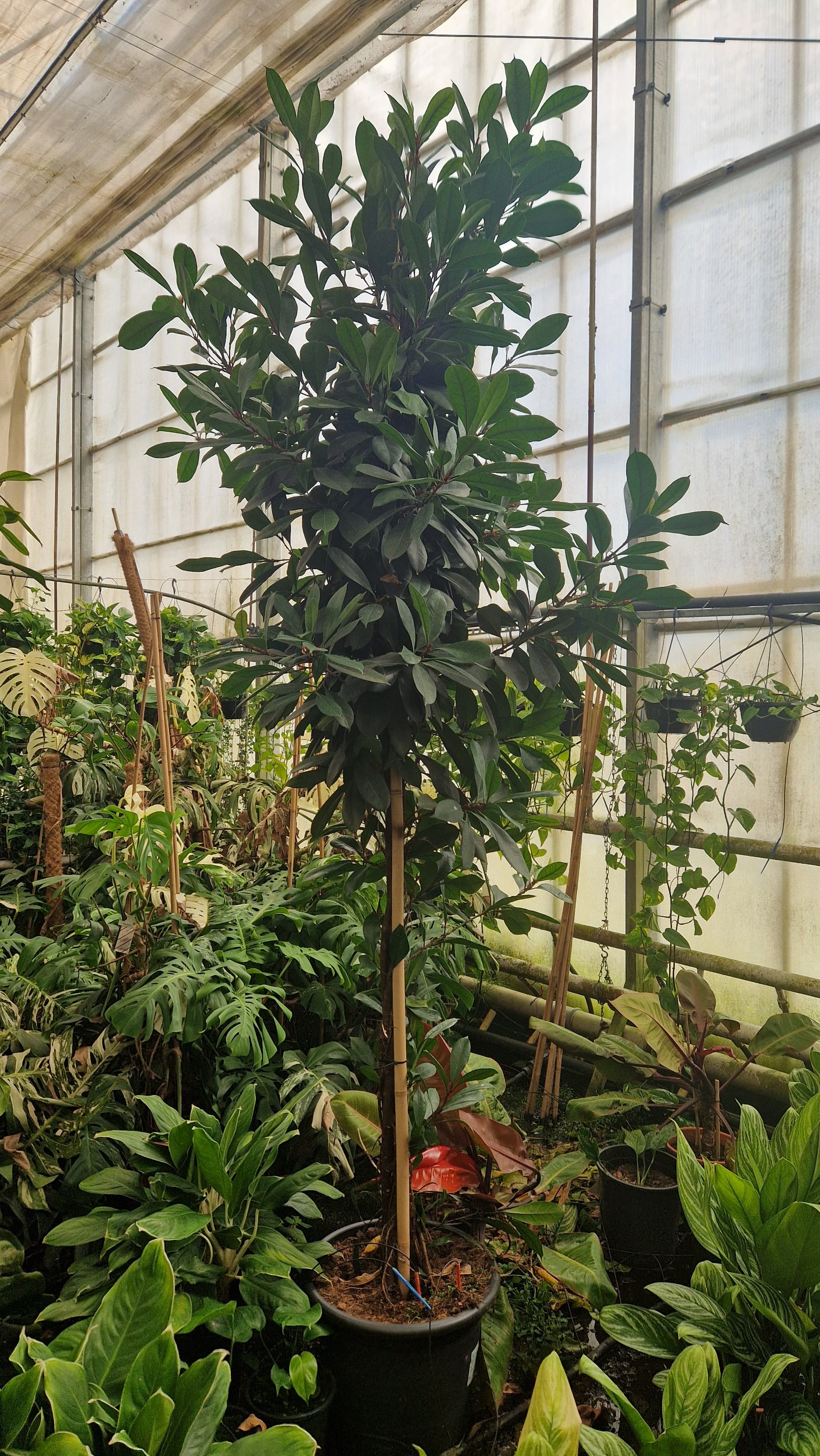 Cyathistipula gedraaide stam XXL 310, D 40