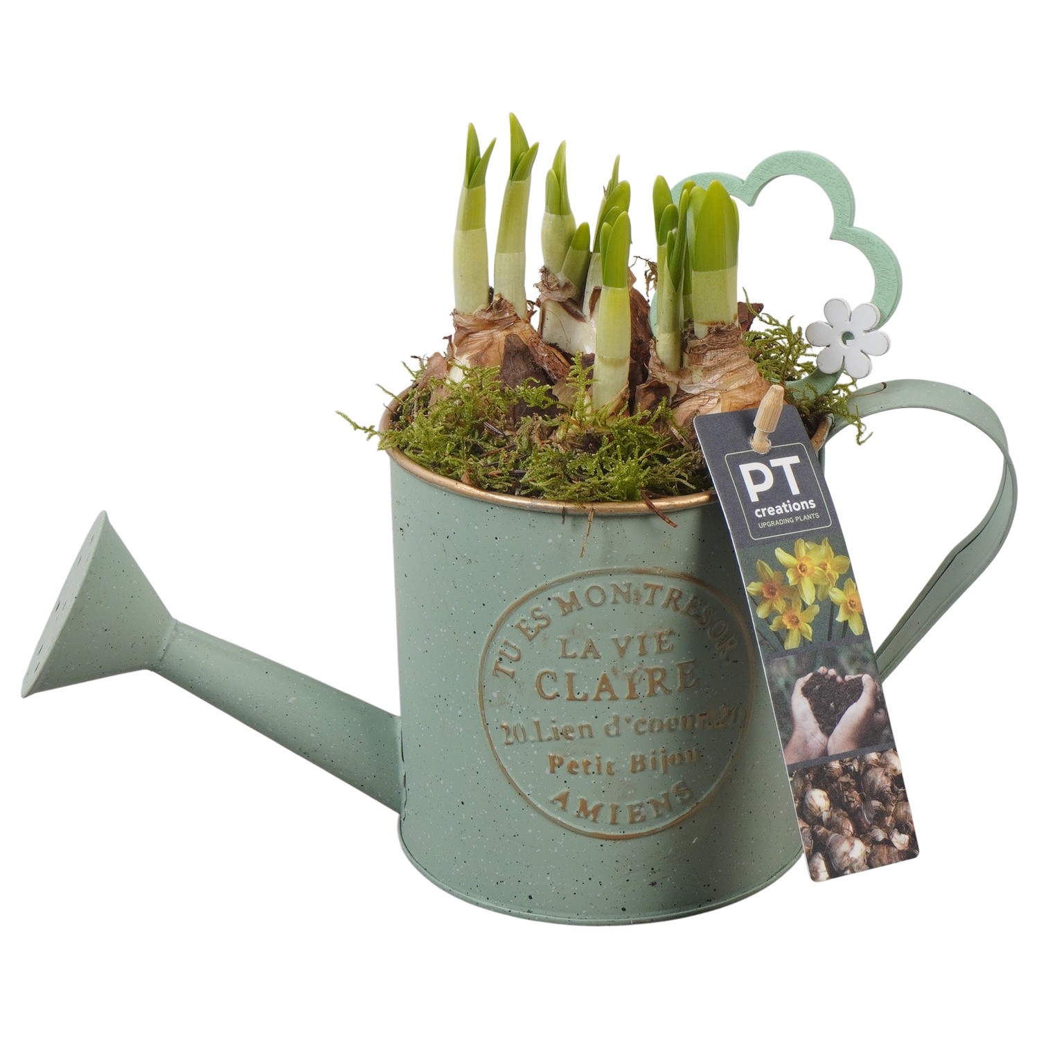 PTN8549 Arrangement Narcissus in zink gieter, D 11