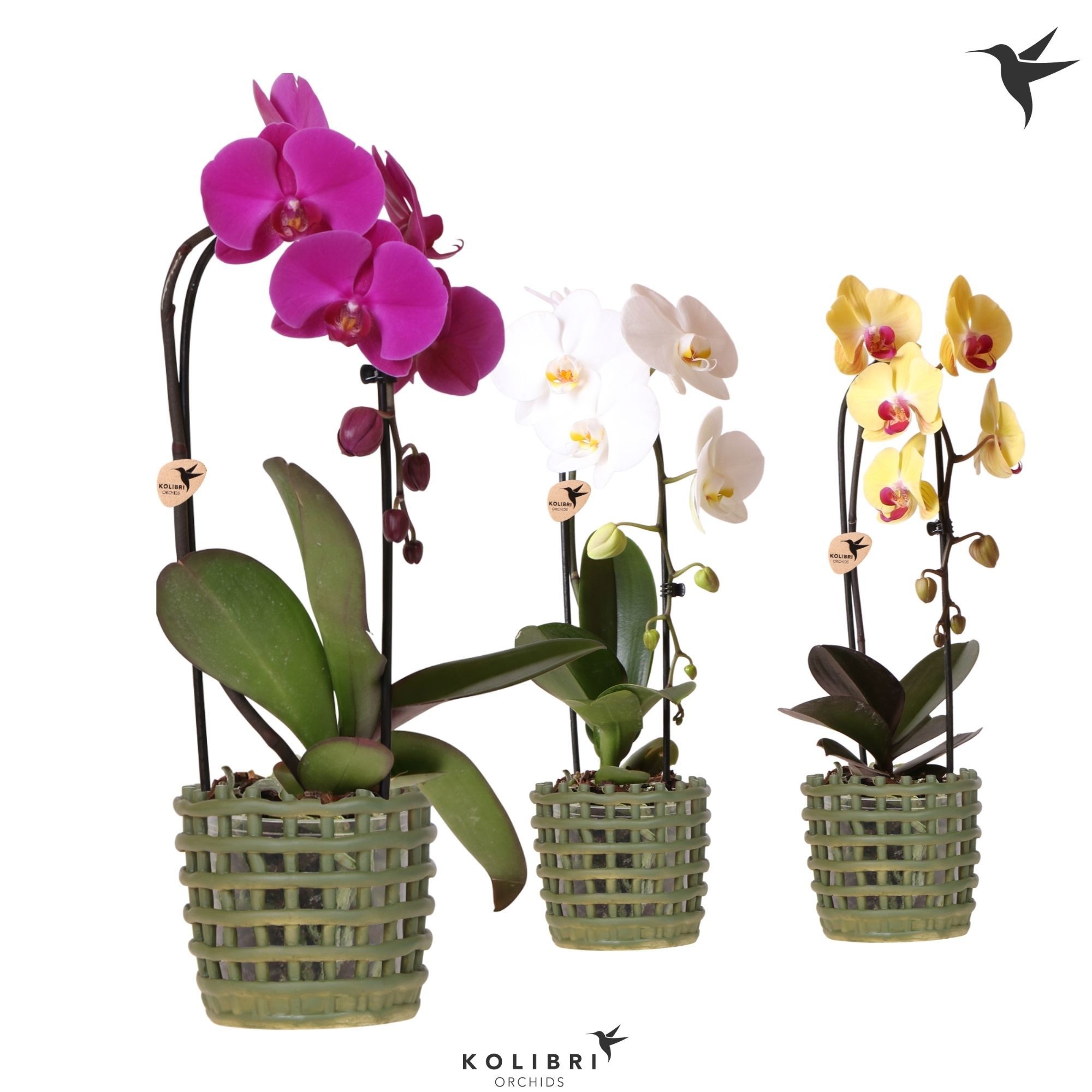 Kolibri Orchids Phalaenopsis Cascade Niagara Fall mix 1 spike in Mesh pot green, D 12