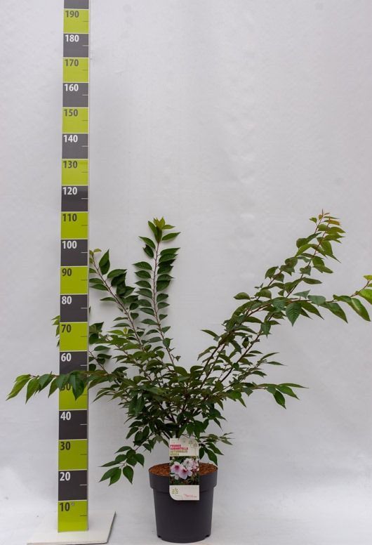 Prunus serrulata 'Autumnalis Rosea' C 7, D 27 cm