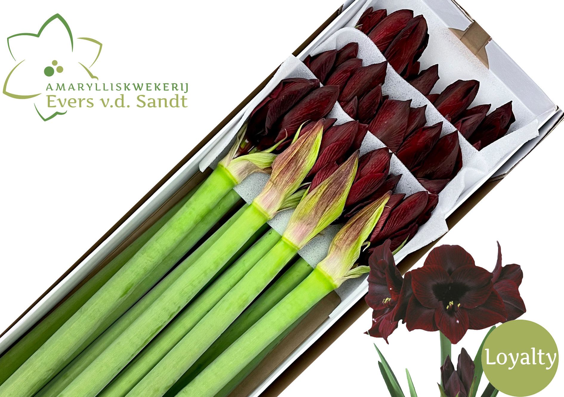 Амарилис Лоялти (бордо) x15, шт.