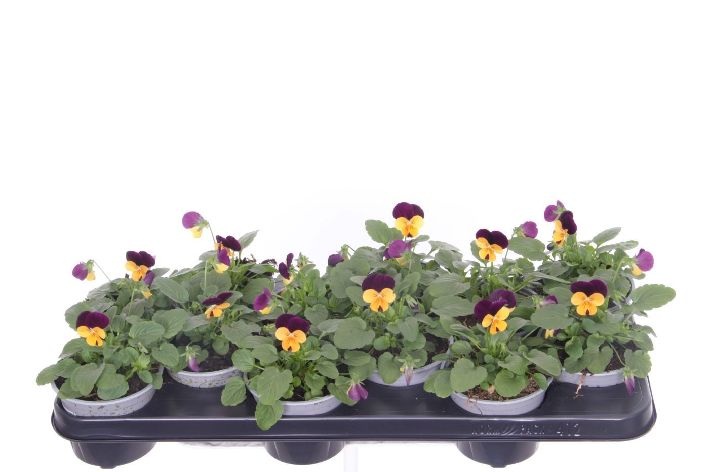 Viola cornuta Sorbet Orange Purp JU, D 11 cm