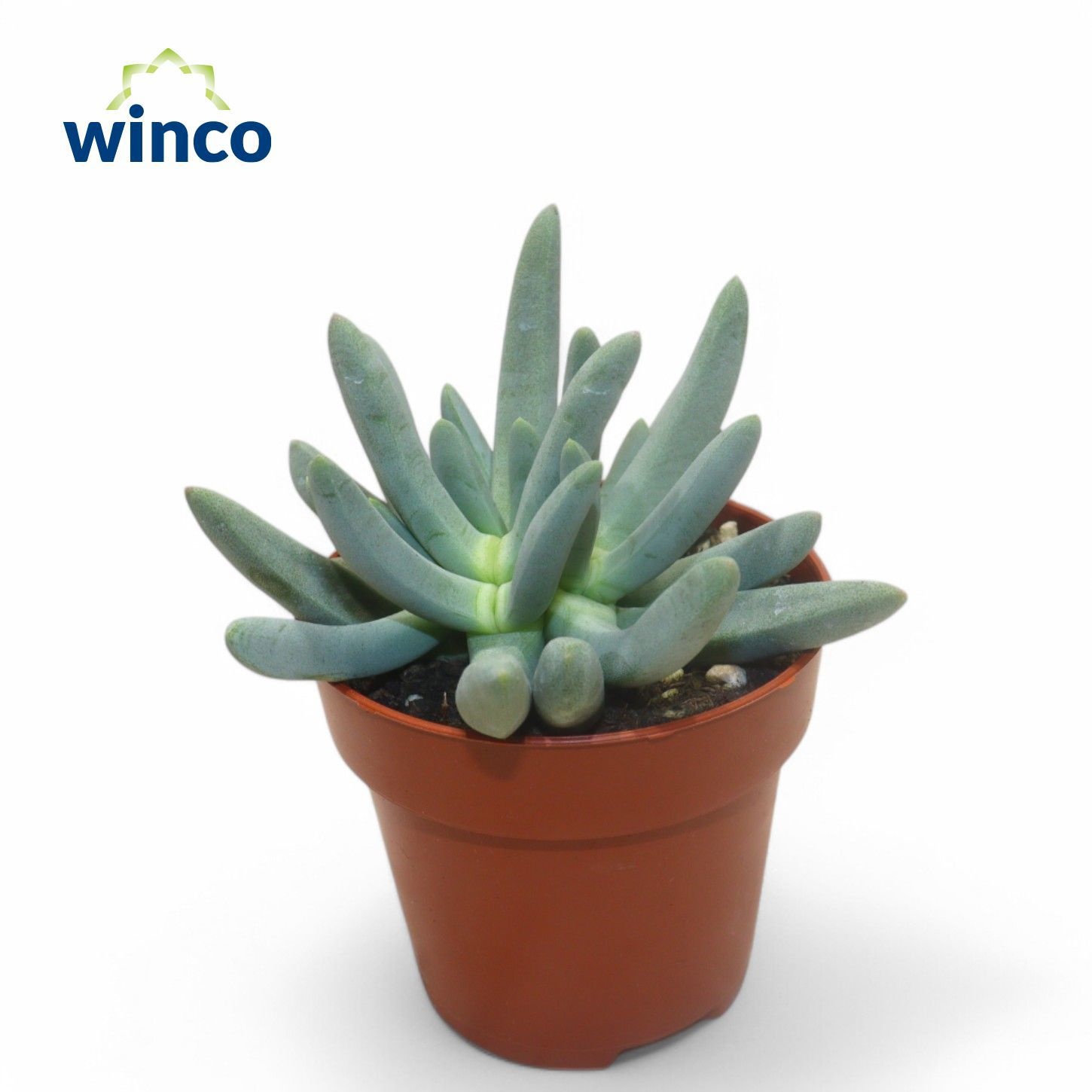 Cylindrophyllum Compothi, D 8,5