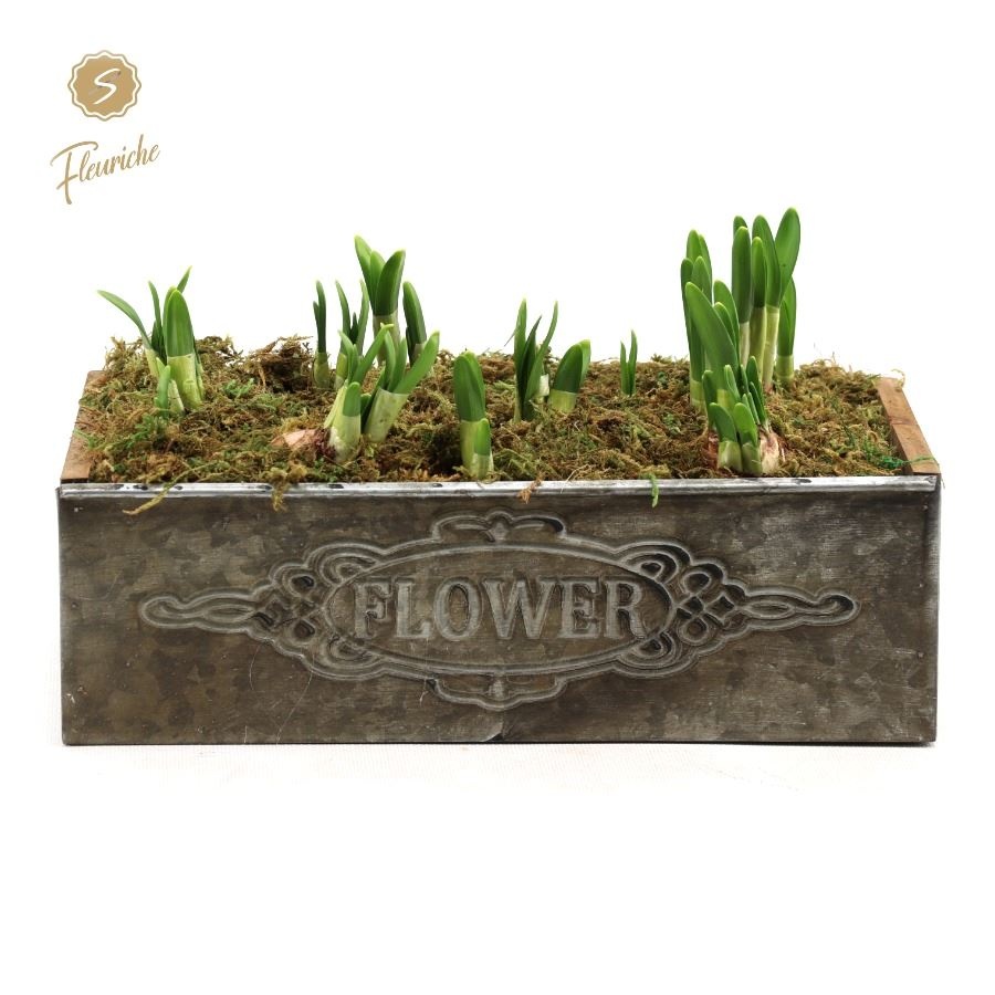 (6900) Narcissus Box Flower [XL] 6PP Mos, D 27 cm