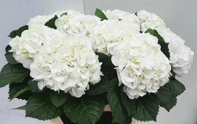 Гортензия Ивоор 80, шт.