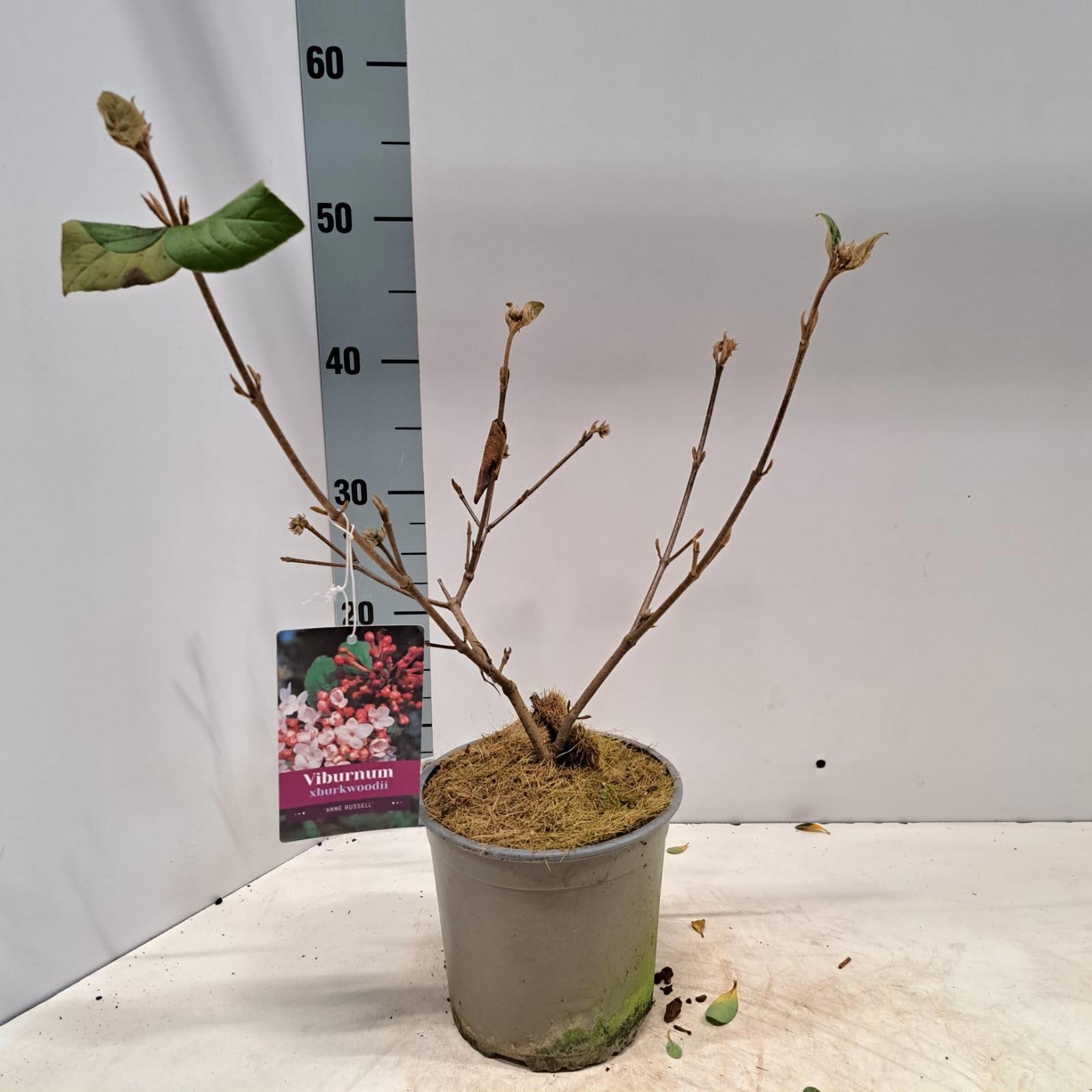 Viburnum burkwoodii 'Anne Russel', D 17