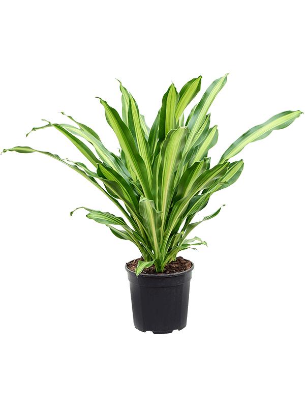 Dracaena fragrans 'Burley', D 27 cm