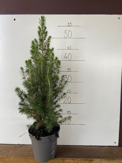 picea conica, D 13 cm