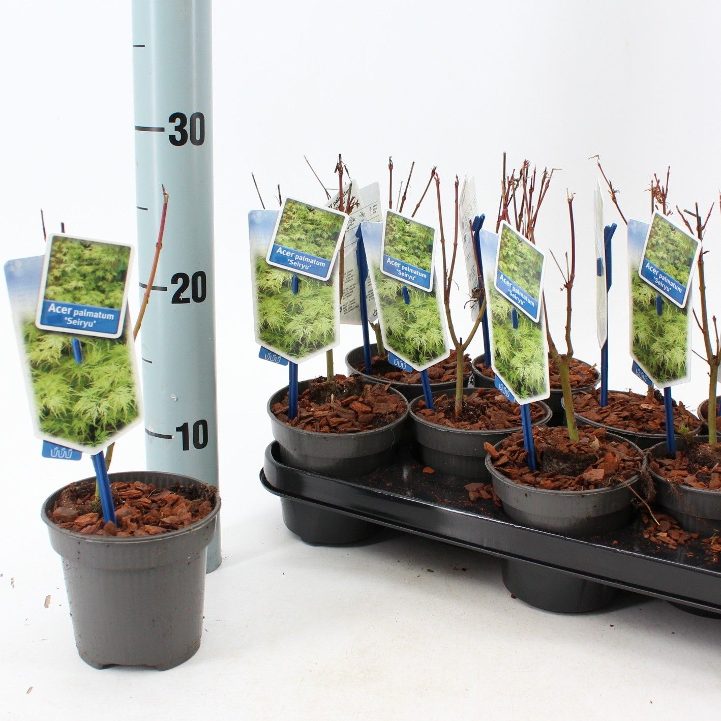 Acer pal. 'Seiryu', D 10,5