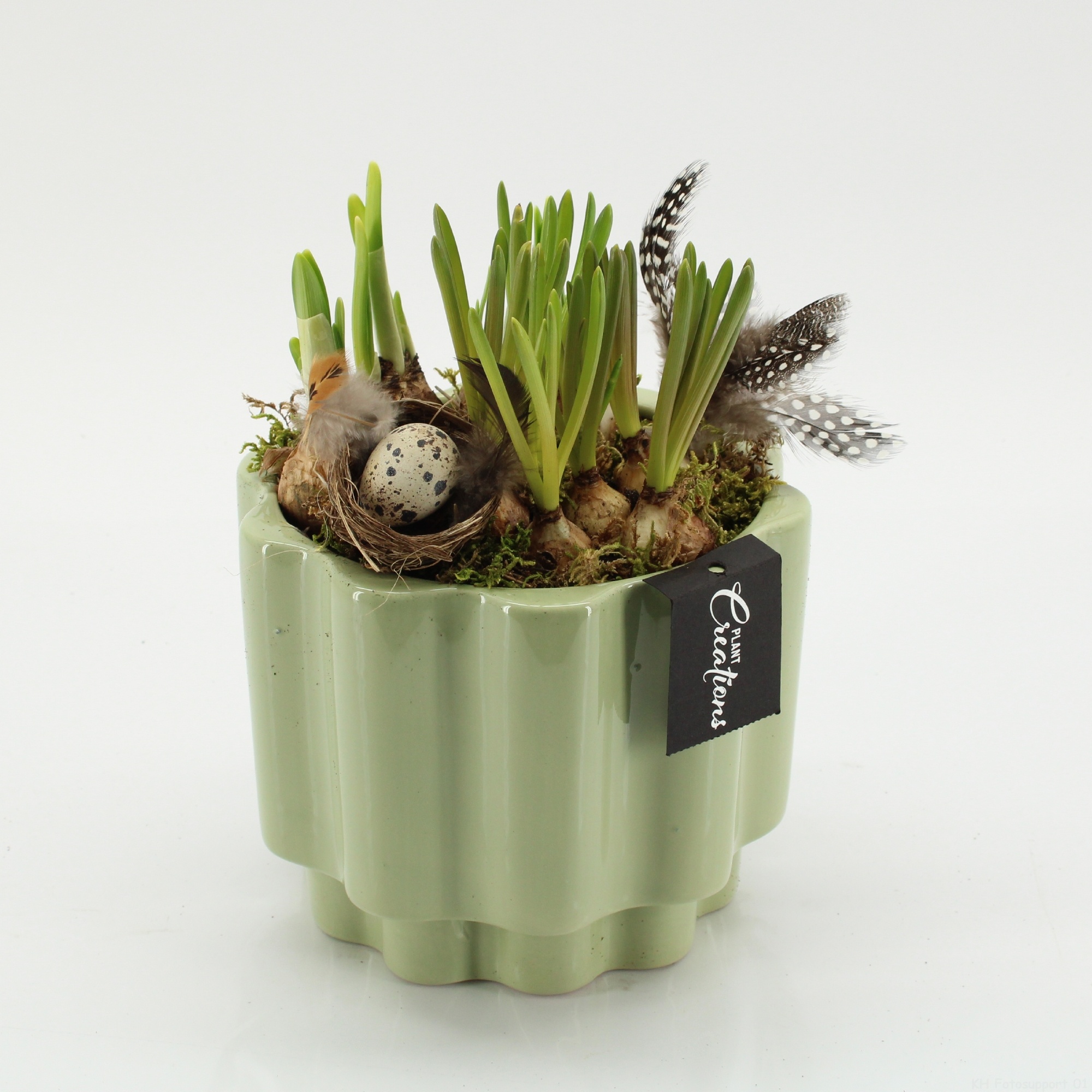 PNCR-2645 Paas narcis creatie, D 17 cm