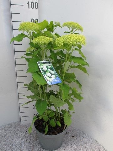 Hydrangea arb. Annabelle struik 60 cm p26, D 26 cm