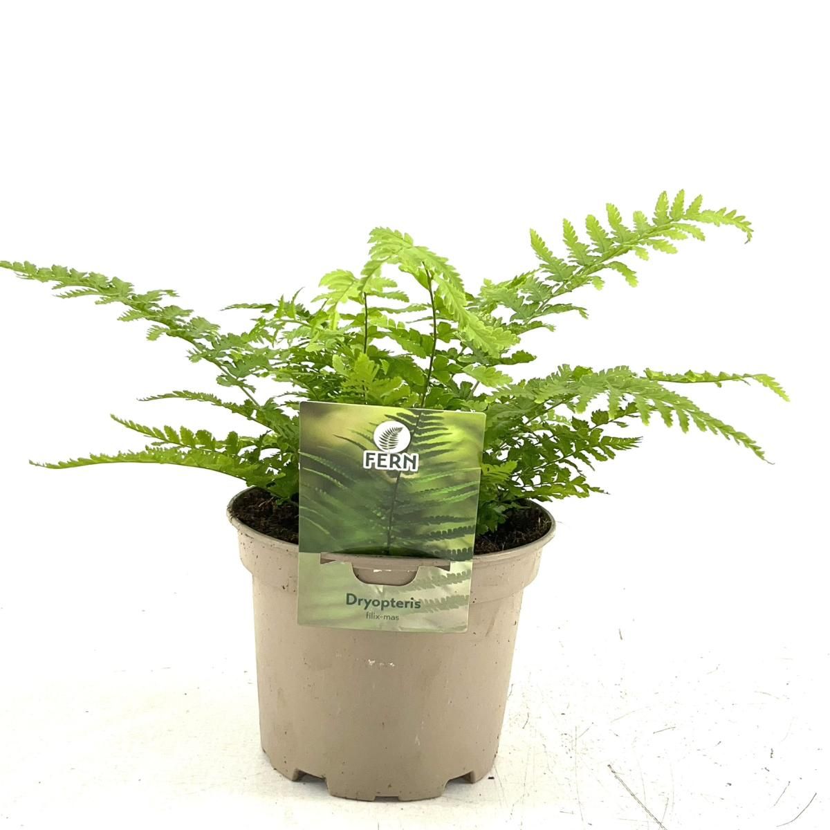 Dryopteris filix-mas, D 17