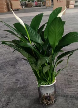 Спатифиллум Фишинг нет кап гидропоник фине вине 10 50