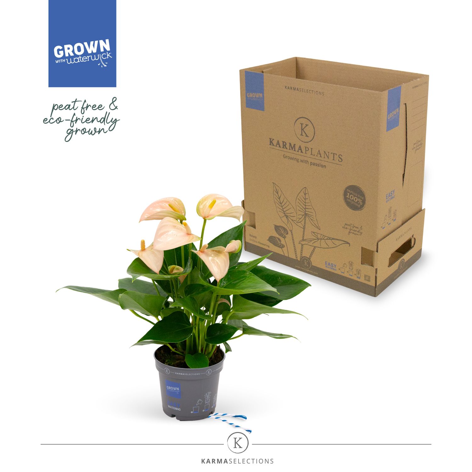 Mimesis Anthurium KARMA Joli Peach - 9cm, D 9 cm