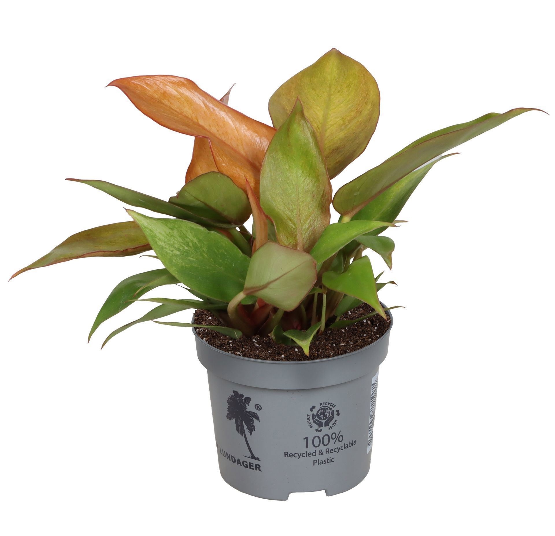 Philedendron Cherry Red 9 cm, D 9