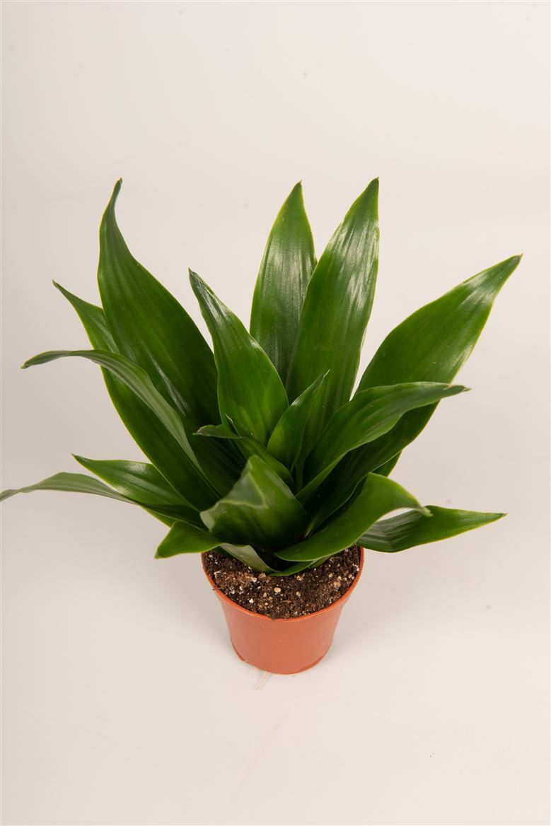 Dracaena roth.'Compacta', D 5,5