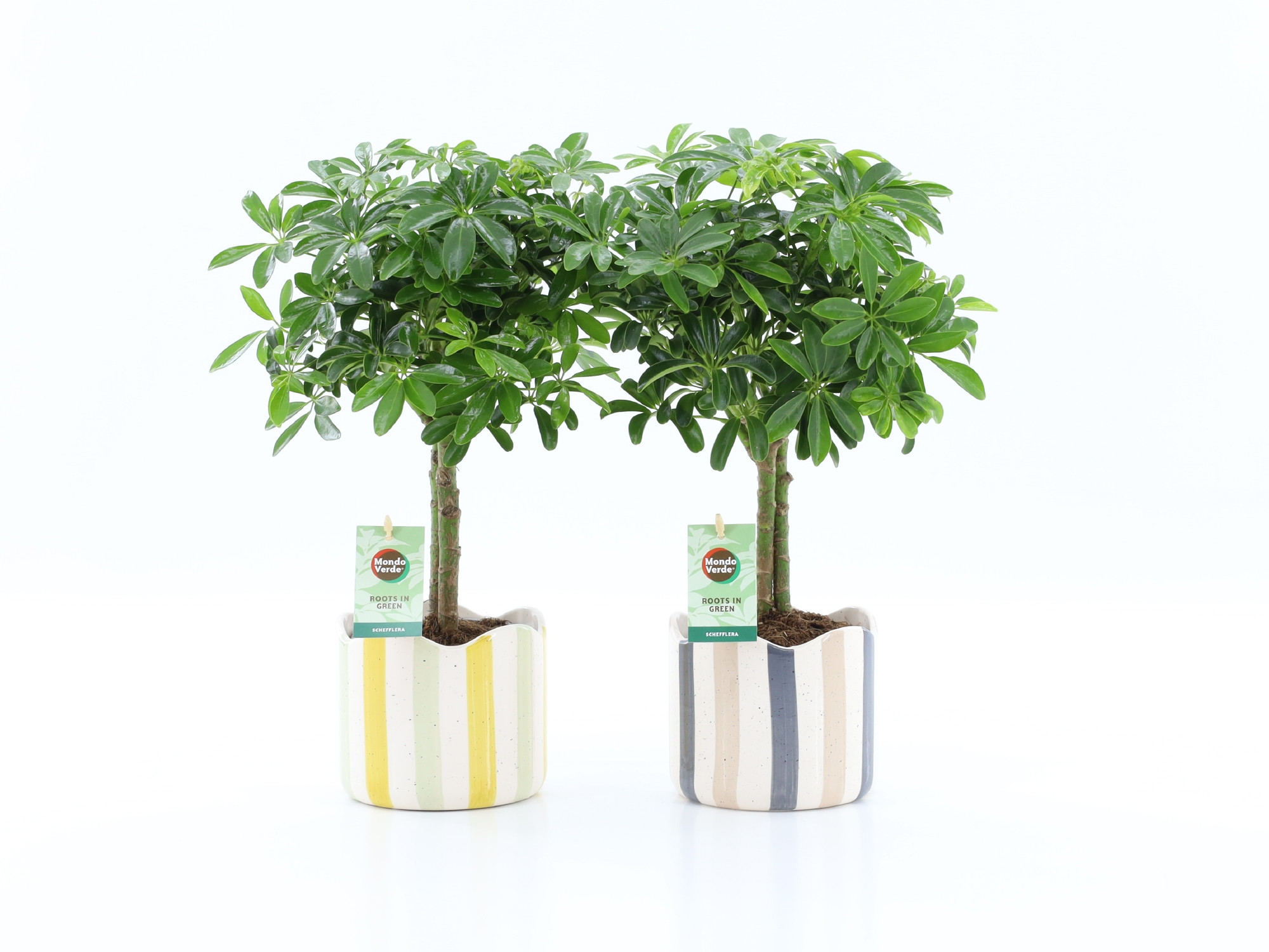 Schefflera Luseana in Nouveau keramiek, D 13