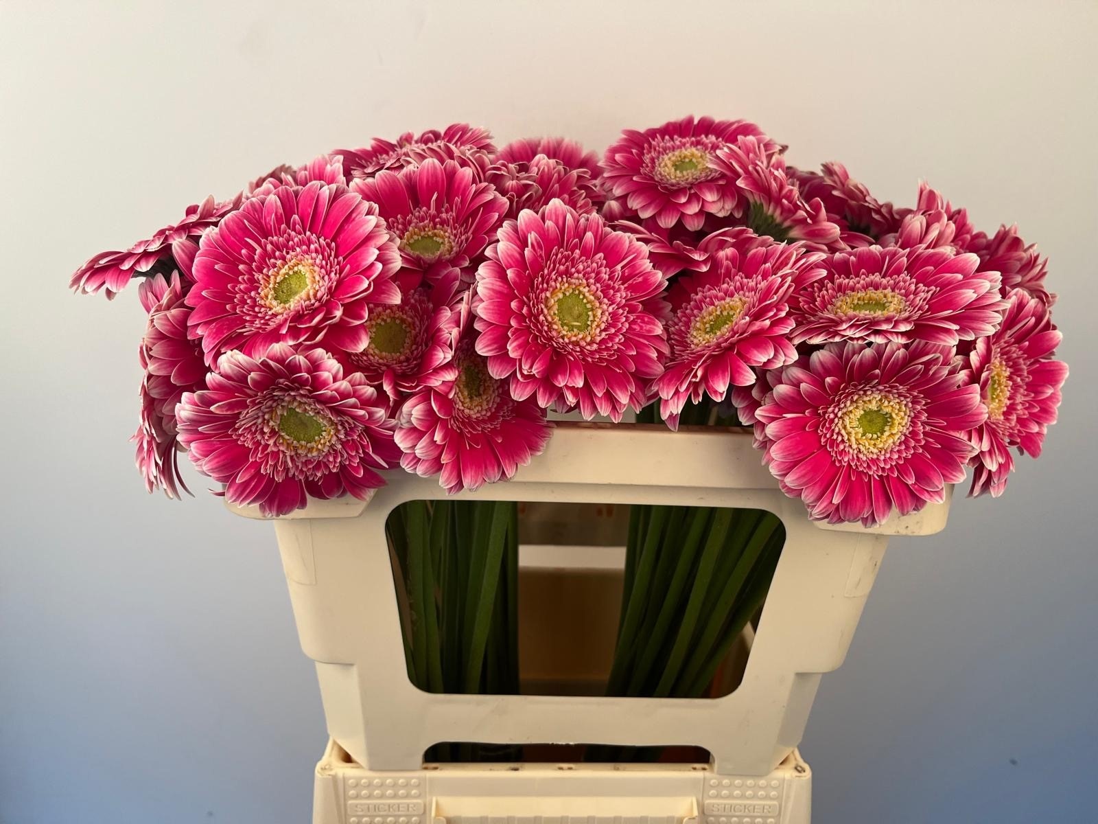 Гермини Вондерволл, шт.