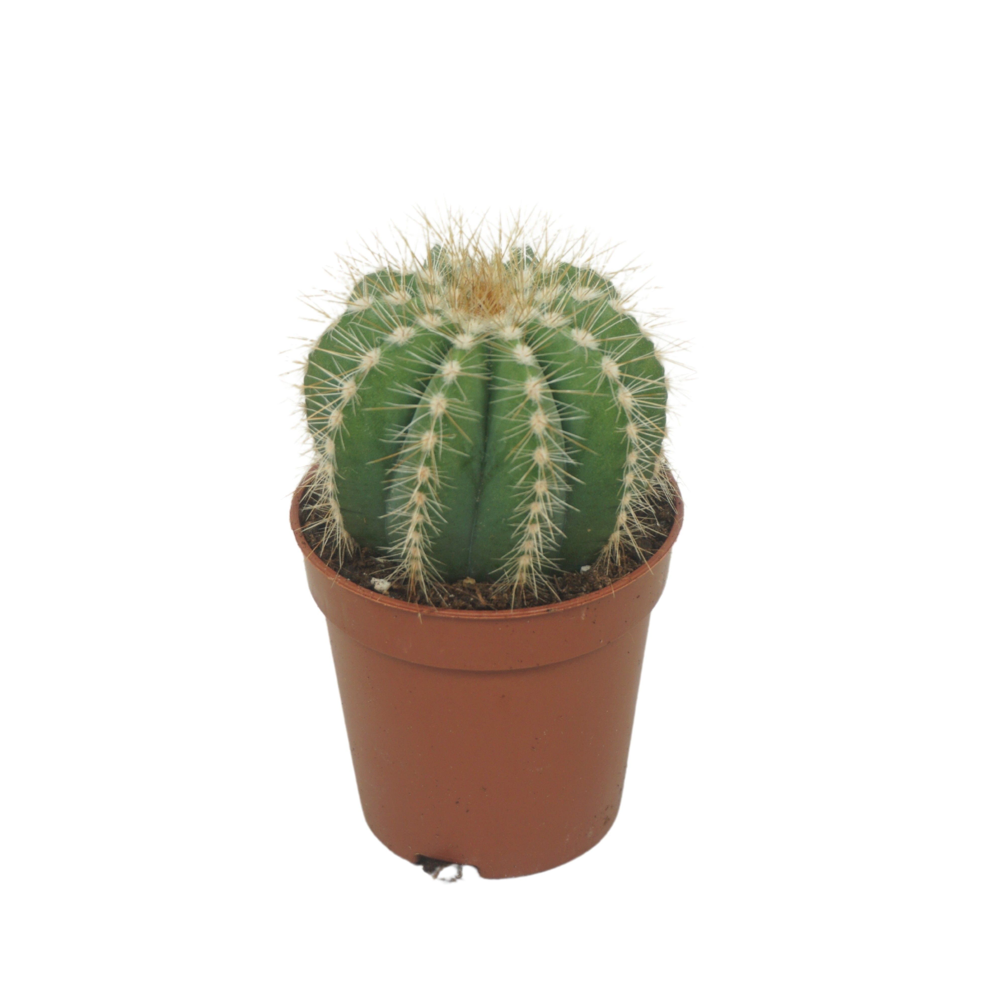 Notocactus magnificus 5,5 cm, D 5,5