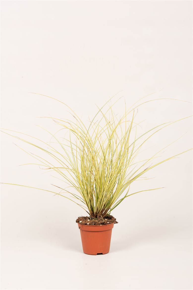 Carex brun. 'Jenneke'®, D 8